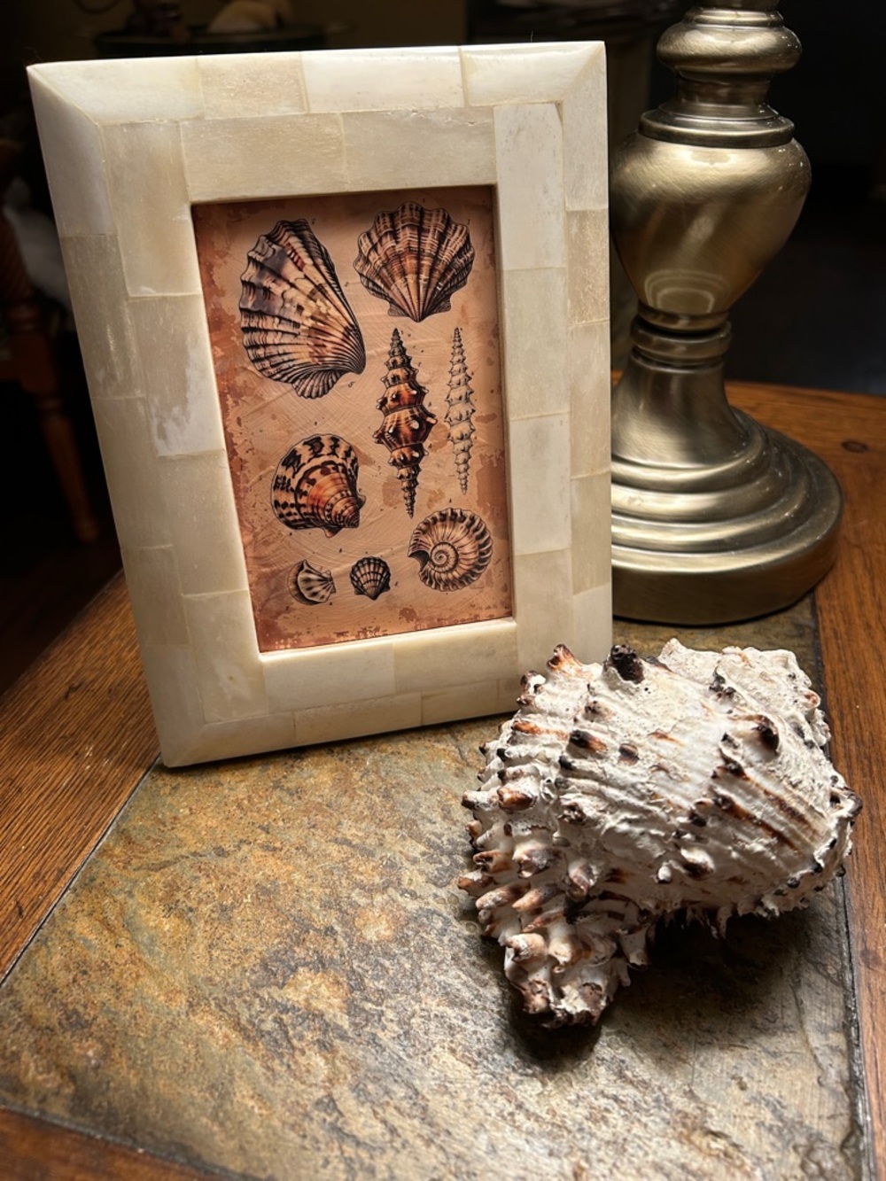 Bone Frame with Vintage Style Shell Specimen Art